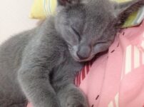 愛猫ロシアンブルー生後３ヶ月半の画像