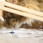 猫と熱中症,猫と水分補給