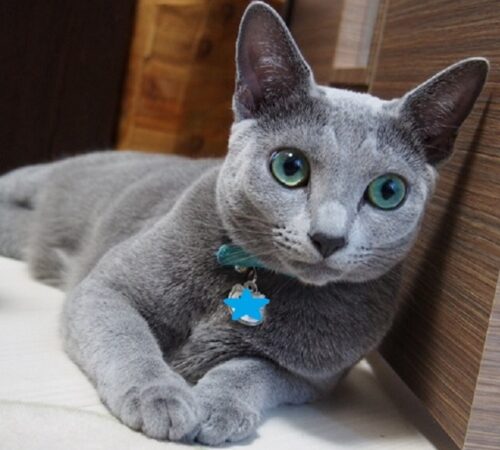 猫を飼う,初めてのロシアンブルー