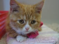 ペットショップの現実,パピーミル問題